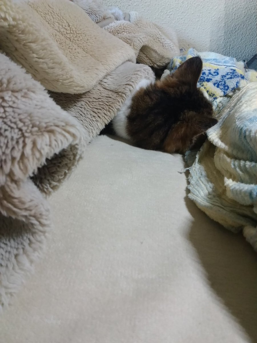 住人 オーチャード 振る 猫 ベッド 毛布 Felichea Jp
