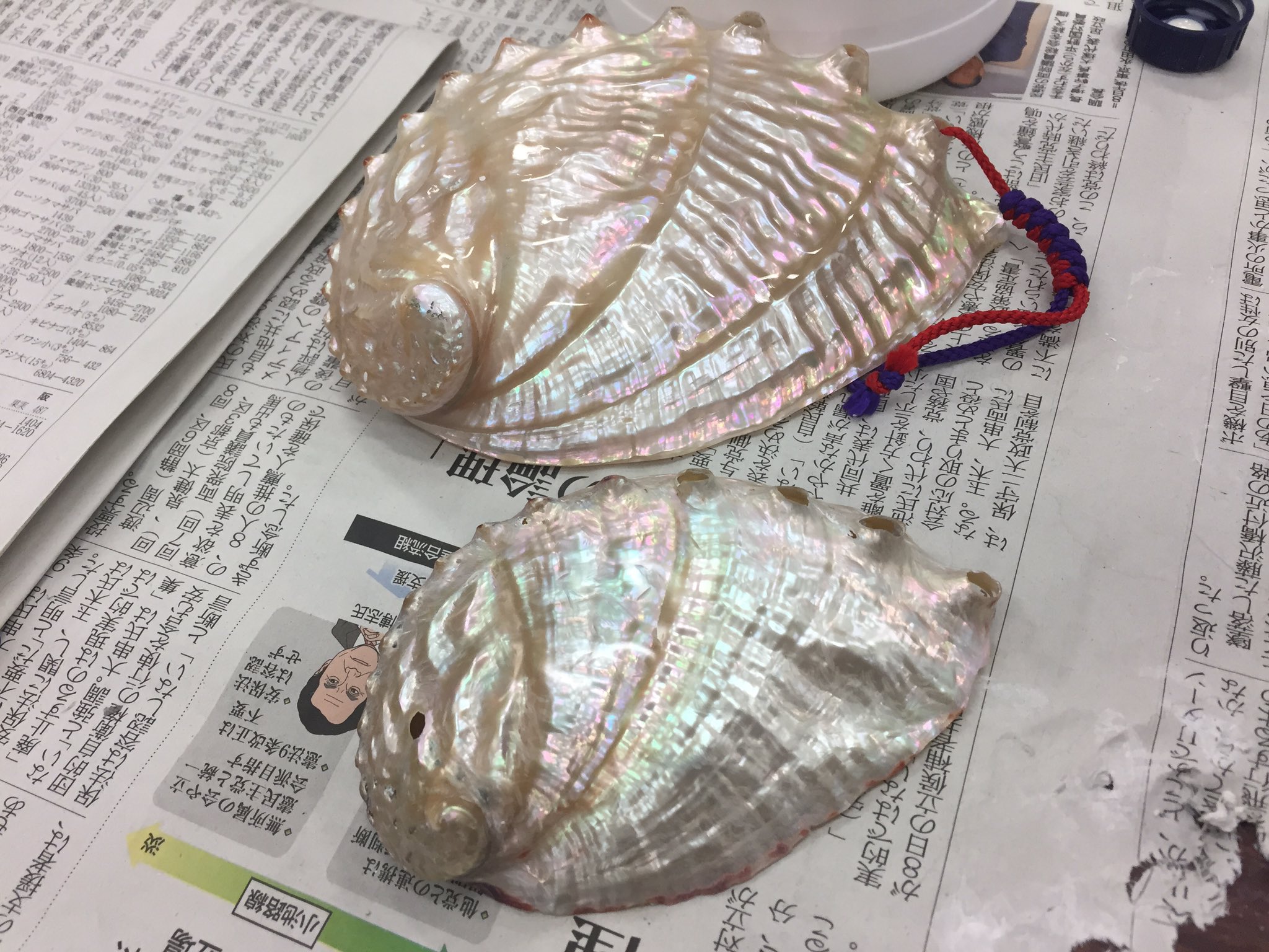 貝磨き Twitter Search Twitter