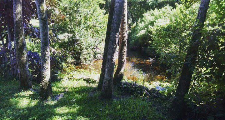 Not__All__Men's tweet photo. Fairy yard ⭐⭐⭐ @CityofSarasota @SarasotaMagazin @TheRingling #Florida  #Fairy #WinterIsHere #nature #NaturePhotography #thanksgivingweek #BlackFriday #MusicMonday #innovation #AMAs #MondayMotivaton #LoveFL #style #art #photography #photooftheday #PhotoOfTheWeek https://t.co/7d4snYEcAb