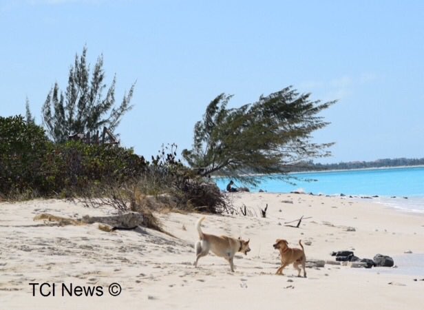 TCI_News's tweet photo. Weather forecast for the #TurksAndCaicos Islands for Tuesday, Nov. 21, 2017: cloudy, chance of t-storms or showers. High 28C/82F. #Potcake #dogs https://t.co/q8rKnXnBUb