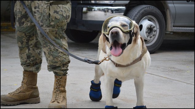 "Frida" inspira creación de clínica veterinaria gratuita en  bit.ly/2hGC6ZL