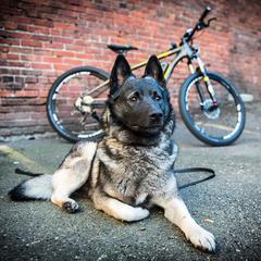 SeattleEBike's tweet photo. Meet Thorssen! He supervises as necessary and enjoys being around the team and customers. https://t.co/Mn0Bukvpya