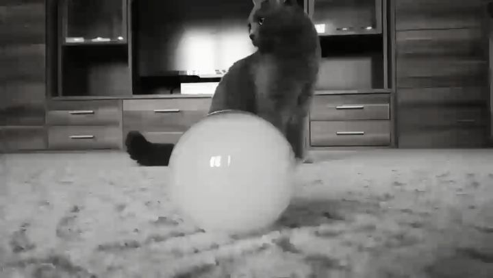 ECIGCANADAZONE's tweet photo. New post (#vapebubbles #vaping #cat #clouds #vapour #electroniccigarette #mrgrey #britishc...) has been published on Ecig Canada Zone OFFICIAL Electronic Cigarettes, Vape, Eliquids - https://t.co/cLuWh3sjiX https://t.co/POcUhi0AMz