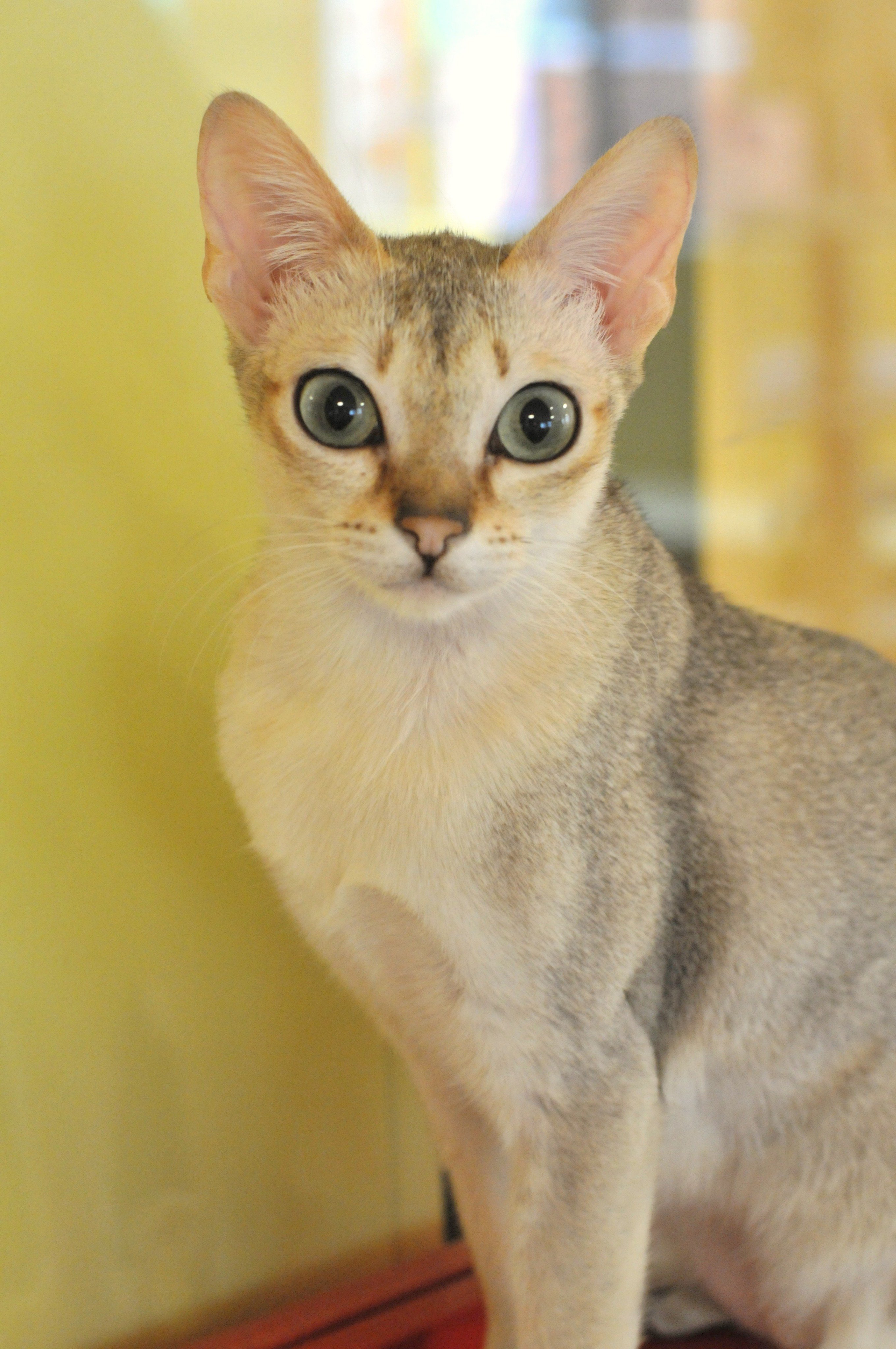 猫カフェ きゃりこ 新宿店 同じく幼少期のしじみさん シンガプーラは大人になっても子猫のような顔立ちなのですが それでも幼い雰囲気が出ていますね いちご先輩のお腹をフミフミしてうっとりしています T Co Toqmmdobjb Twitter