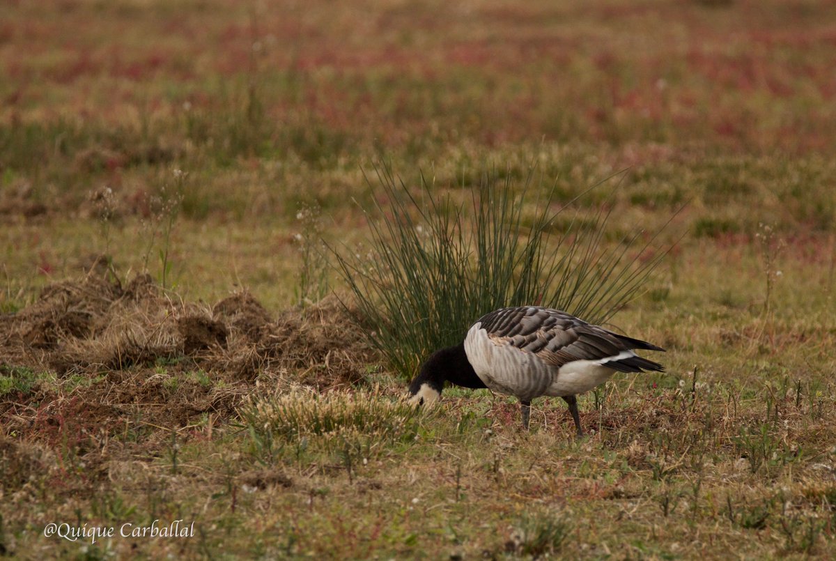 qcarballal's tweet photo. Invernante común y abundante en las costas del Mar del Norte, la barnacla cariblanca (Branta leucopsis) aparece ocasionalmente en #Catalunya . Desde diciembre de 2016, un ejemplar permanece en las zonas protegidas del #DeltadelLlobregat #ocells #aves #birds #natura #naturaleza https://t.co/lMsWQqtEpj