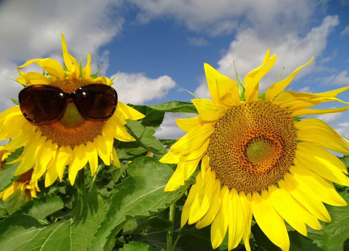 KayCalef's tweet photo. Sunflowers are cute!
ひまわりさん達可愛いです。 https://t.co/Oi3axcz9M8
