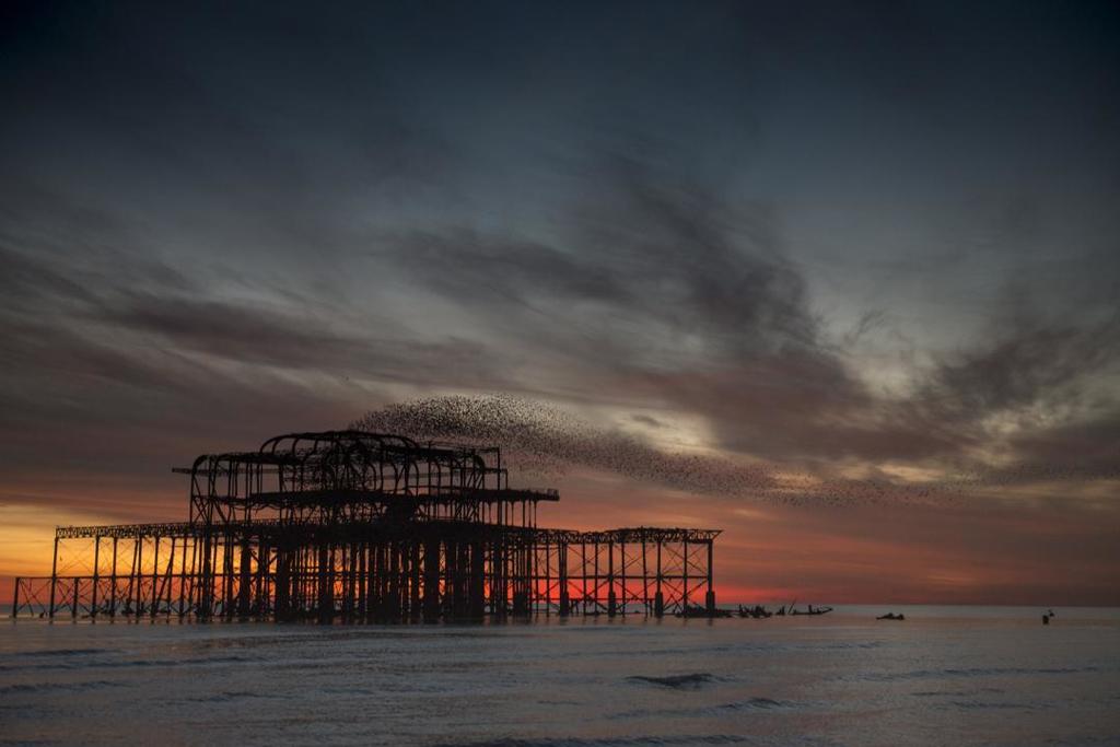 alex_bamford's tweet photo. A dramatic enactment of the Great West Pier Fire of 2003 with the part of smoke being played by 5,000 starlings. #westpier #sunset #murmuration #fieryglow #drama #ig_brighton #brighton https://t.co/QpjgKfpSJc