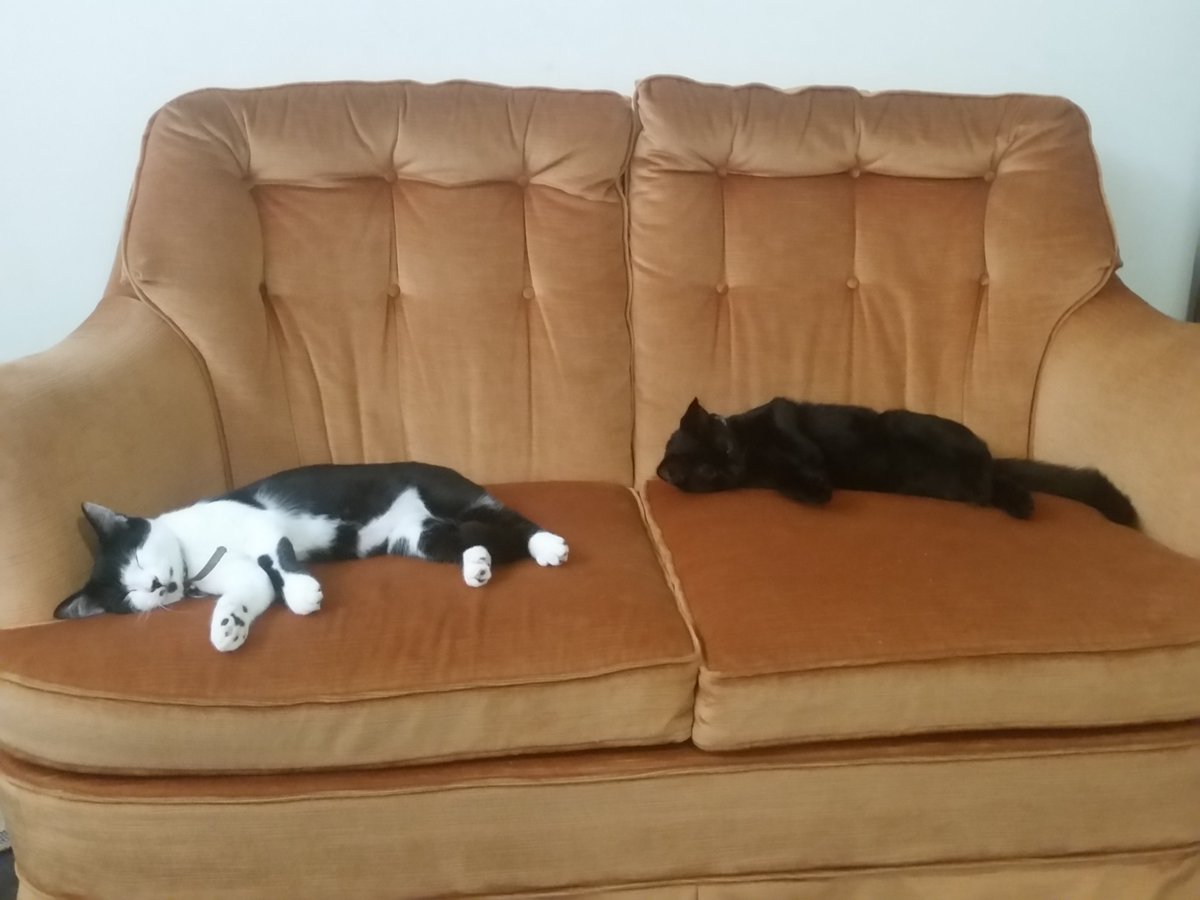 EdenNZara's tweet photo. Australian summers have been known to melt cats :) This was a 34°C day in Feb 2017
#meltykitties
#toohottocat
#catsaredefinitelyliquid https://t.co/ExTmwXL42x