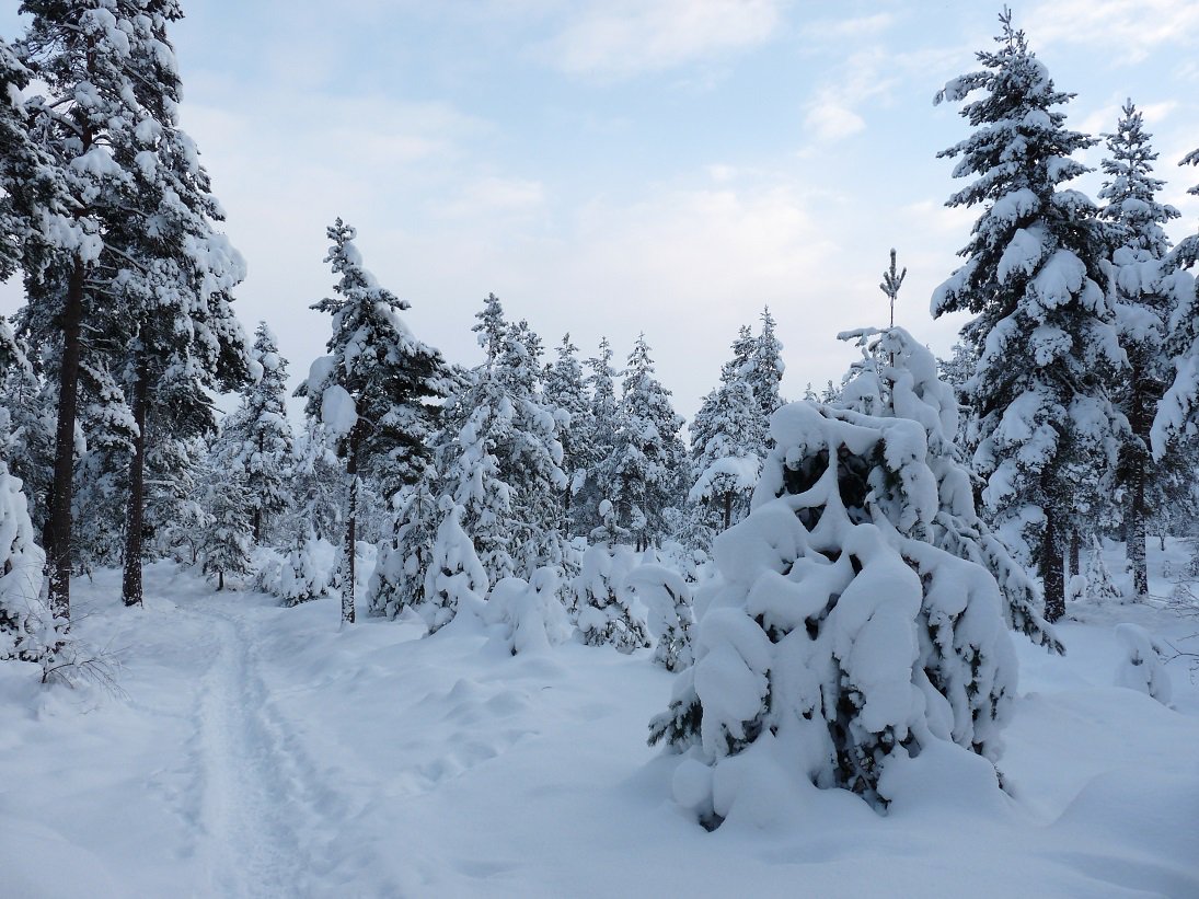 cairngormsnews's tweet photo. We sometimes get quite a lot of #snow in the #Cairngorms National Park but #DidYouKnow that in #Scotland we have 421 words for the white stuff? https://t.co/IjjvneaTdx #Scotspirit @VisitCairngrms https://t.co/VlQn95tt3U