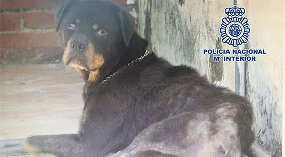 noticias_cuatro's tweet photo. Detenida en Vélez-Málaga por tener encerrada en la terraza durante años a su perra desnutrida y enferma https://t.co/q8gMAnqgQt https://t.co/npVptOcHUz