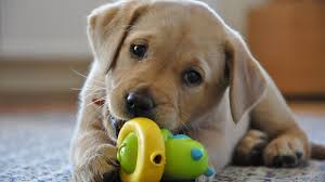 wagalotails's tweet photo. Cute puppy chewing! Image from google! #pupchews, #puppytoy https://t.co/rtFdtBhIWX