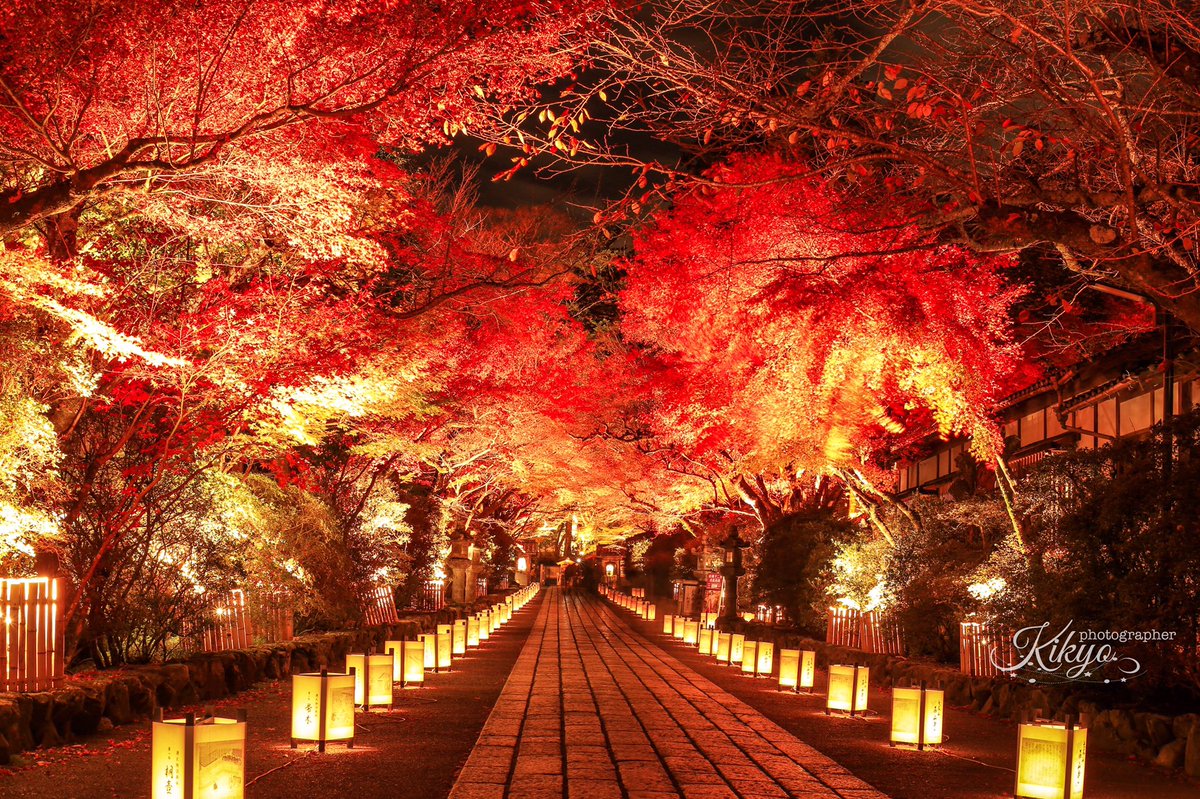 تويتر Kikyo 花魁人魚の世界を على تويتر 滋賀県 大津市にある石山寺の紅葉 京都では紅葉より人の頭のほうが良く見えて混雑してガヤガヤしてるけど ここ 石山寺では写真で見るようにほとんど人も居なくゆっくり鑑賞出来るオススメスポットです ライト