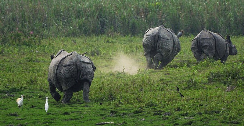 fightforrhinos's tweet photo. Tranquilizer shortage holds back #rhino management plans in India  https://t.co/ENNGEKz9jh https://t.co/JLJ8mkmee0