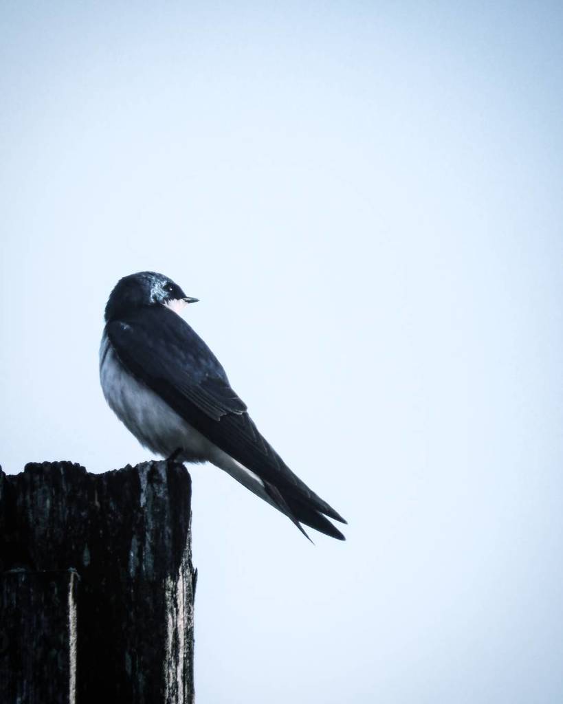 If I were a bird, I'd be a tree swallow. Dart, swoop, and soar - glossy blue with a liquid song.
.
.
.
#treeswallow #waitingforspring #ifiwereabird #tachycineta #tachycinetabicolor #springswallow #swallows #nikoncoolpixl830 #coolpixl830 #l830 #audubonpho… ift.tt/2jIfQTx