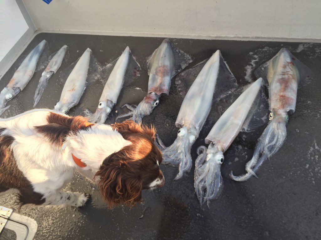 Eight squid &amp; a spaniel on deck of Kitty K. My cup runneth over #Weymouth #Dorset #squid #seafood