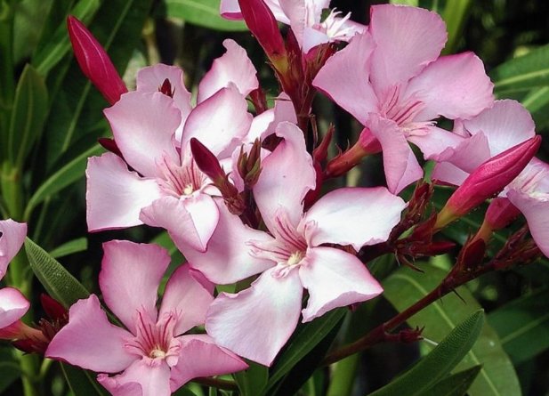 ¿Mataron unas flores a los franceses durante la Guerra de la Independencia?
elindependiente.com/futuro/2017/11…