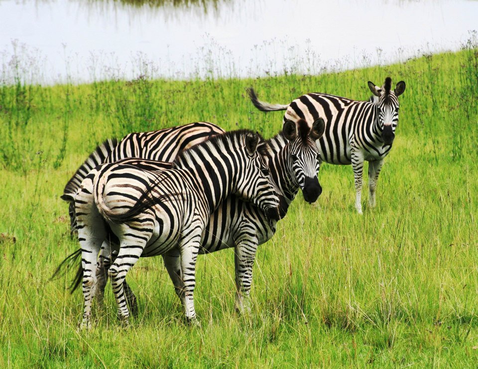 GreyGooseLodge's tweet photo. Our wonderful nature here at the Grey Goose Game Lodge with our loving animals😀 https://t.co/T1hGL05Z88