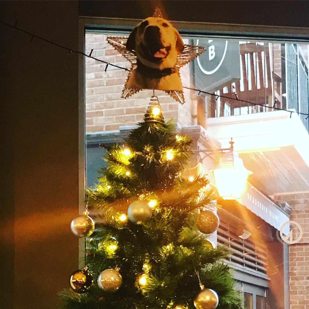 I spy with my little eye something beginning with F ... introducing Frank! The Forum Fairy! 🐶🎄

#ForumDogs