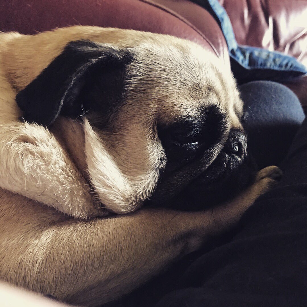 AGradisar's tweet photo. Look at this precious face #pug #pugboy #myboy #lovehim https://t.co/ywxUHno5P6