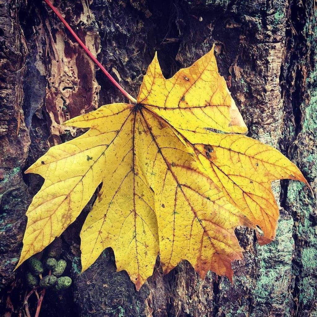 felixfsantistev's tweet photo. RT https://t.co/ZYZv806h6I Leaf me alone. . . . #nature #naturephotography #leaflife #leaflover #leaflover #seattlelife #getoutsideandplay #getoutthere #treehuggers #treehuggerforlife #treehug… https://t.co/9gzw4xjMTB
