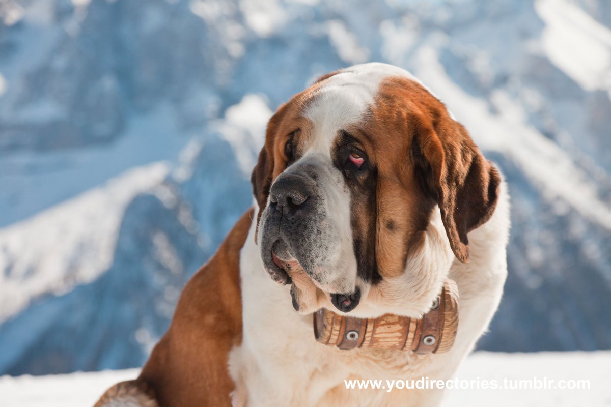 Google replaced the #search &amp; rescue dog with a website to help find missing people #Nepal 
google.org/personfinder