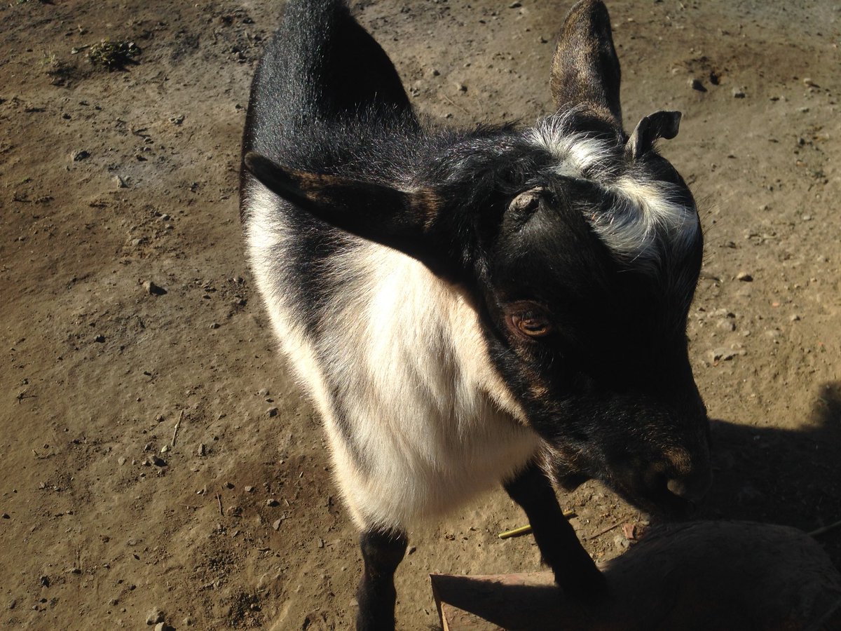luckytoys577's tweet photo. ちとせ君。
ようやく懐いてきました。

#nature_garden #goat #cool_guy #saitama #animal_therapy #souyuryoku https://t.co/HytqZknv6S