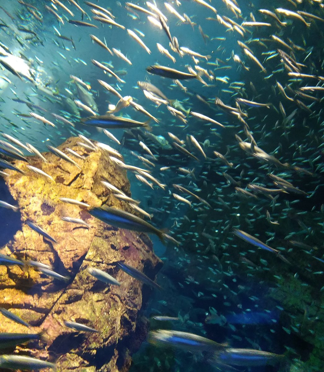 #SahabatMaritim  tahun ini Indonesia memperingati #Harkannas ke-4 bertema 'Ikan Untuk Kesehatan dan Kesejahteraan Masyarakat'. Selamat Hari Ikan Nasional!
#ikanitusehat