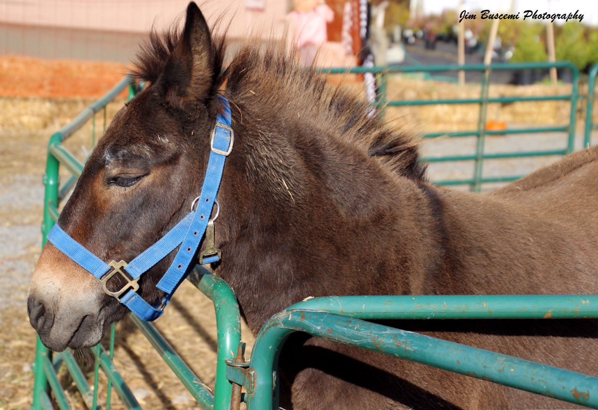 Jbusc33's tweet photo. #gromoorefarms #henriettany #jackass #donkey #farmlife #grazing #ipoft_fall #shutterbugpix #laidback #farmanimals #roc #hangingout. https://t.co/ffD6GPRdYl