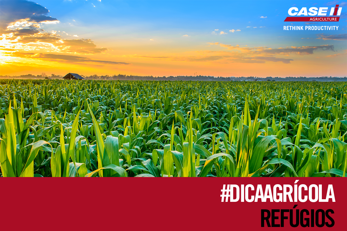 CASEIHBrasil's tweet photo. O que são os refúgios e por que você precisa deles? #dicaagrícola https://t.co/rDvtnVXfgS https://t.co/YJaA7IzV9Q