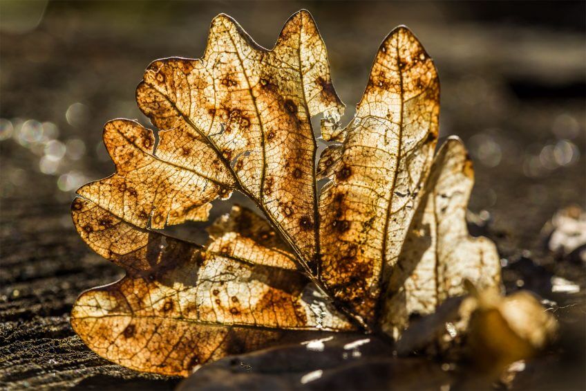 SalamandreEcole's tweet photo. #Cycle2 #Lectureimage Magnifique photo d'une feuille d'automne de chêne à analyser avec vos élèves https://t.co/AwMK08O1UZ https://t.co/Dgrw5Ixmu6