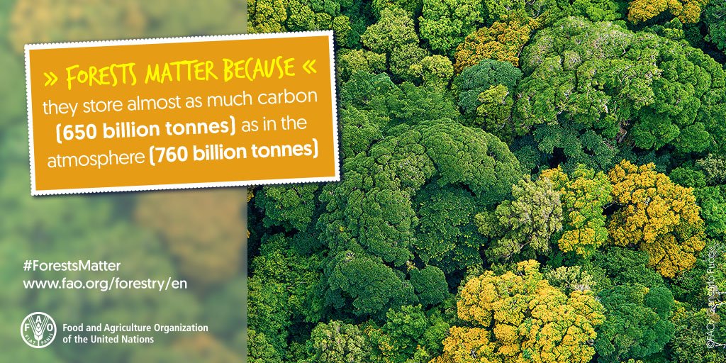 FAOForestry's tweet photo. #ForestsMatter because they act as carbon stores. Why do they matter to you? https://t.co/s1nwtP3t7H
