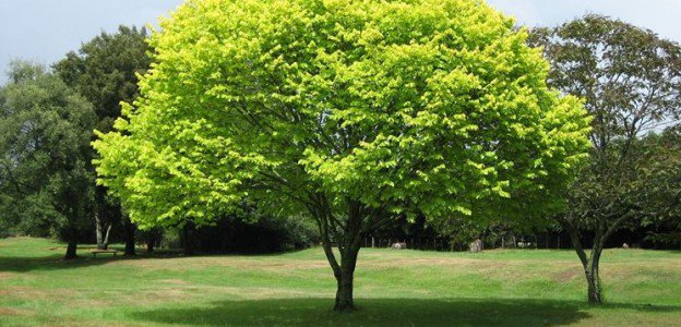 #unalberoè molto più di quanto possiamo desiderare: la #natura è generosa e noi di <a href="/Radicepura/">Radicepura</a> siamo al #parco botanico a respirare a pieni polmoni quest'aria di pace. Il #21novembre è decisamente la giornata che preferiamo! @LiveSiciliaow.ly/ke5t30gIs4t