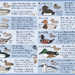 もうすぐ冬の到来です!あなたの家の近くで見かけるカモはどれですか？