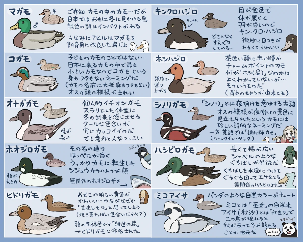 もうすぐ冬の到来ですｗｗｗあなたの家の近くで見かけるカモはどれですか？