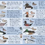 もうすぐ冬の到来です!あなたの家の近くで見かけるカモはどれですか？