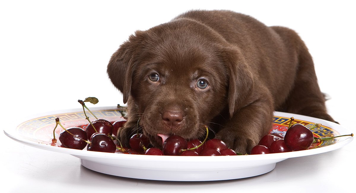 funnydogsworld's tweet photo. #dogsCan Dogs Eat Cherries? https://t.co/5HraDj9idP https://t.co/ikeL6Uw2p9