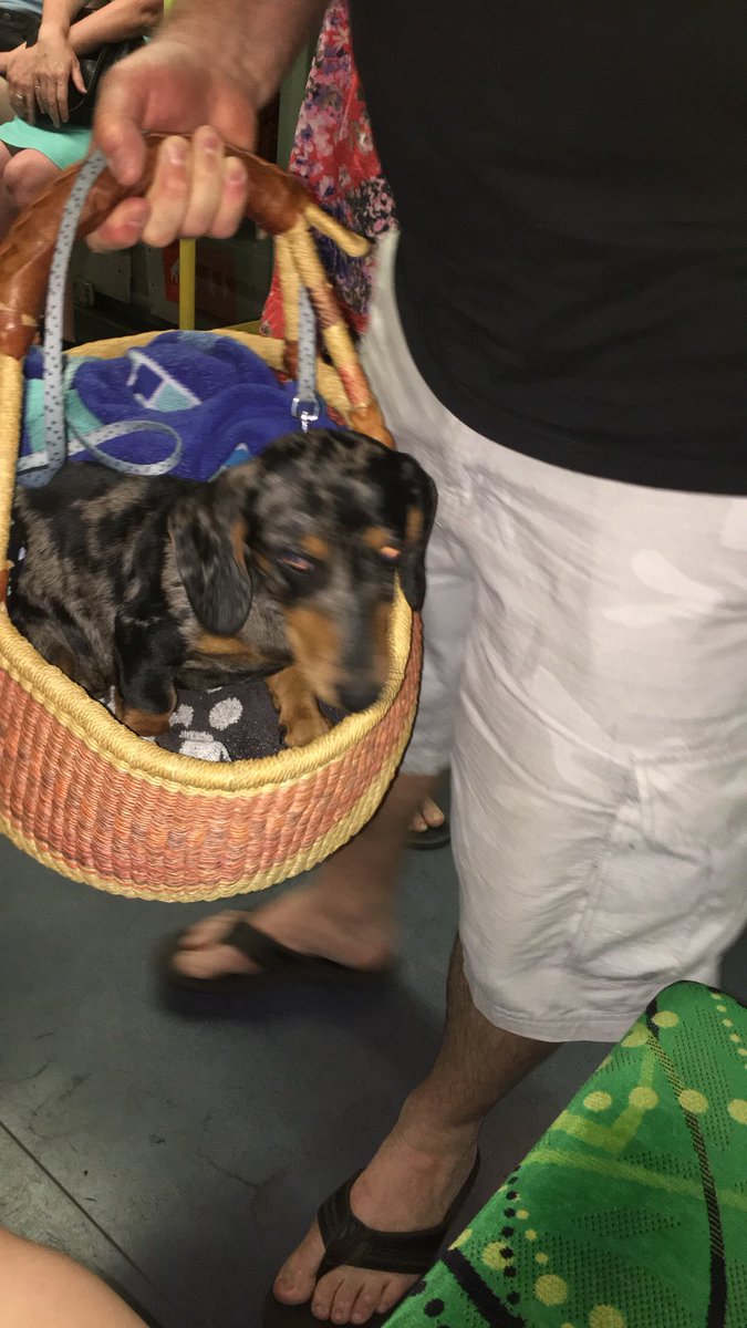 Guys. There's a doggo on the tram.
I may have squealed a little when I saw it in the god damn picnic basket...