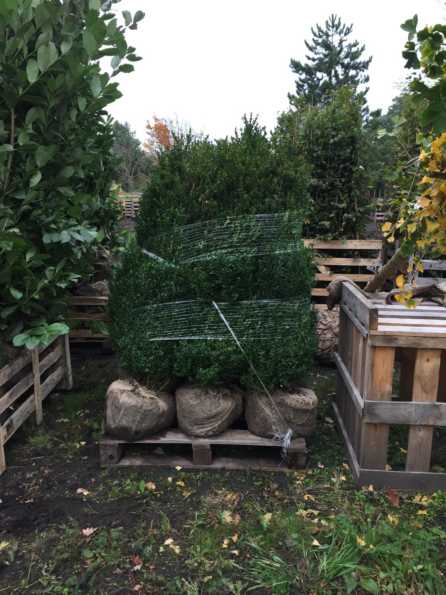 ArbourLandSol's tweet photo. Luscious #greenery #rootballed #hedging heading out today for #landscapers in the South East. Its been a busy busy few weeks for stock going out, perfect conditions for planting. Get in touch if your in need anything delivered anywhere around the #uk https://t.co/Q84Dt7ZSkv