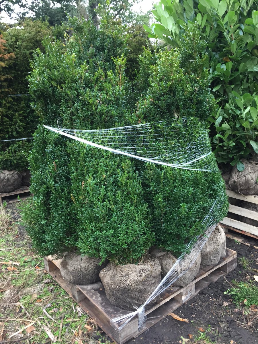 ArbourLandSol's tweet photo. Luscious #greenery #rootballed #hedging heading out today for #landscapers in the South East. Its been a busy busy few weeks for stock going out, perfect conditions for planting. Get in touch if your in need anything delivered anywhere around the #uk https://t.co/Q84Dt7ZSkv