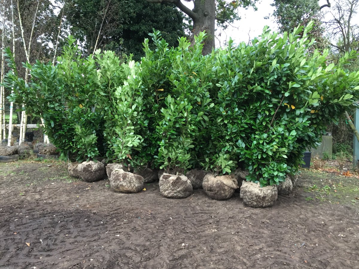 ArbourLandSol's tweet photo. Luscious #greenery #rootballed #hedging heading out today for #landscapers in the South East. Its been a busy busy few weeks for stock going out, perfect conditions for planting. Get in touch if your in need anything delivered anywhere around the #uk https://t.co/Q84Dt7ZSkv
