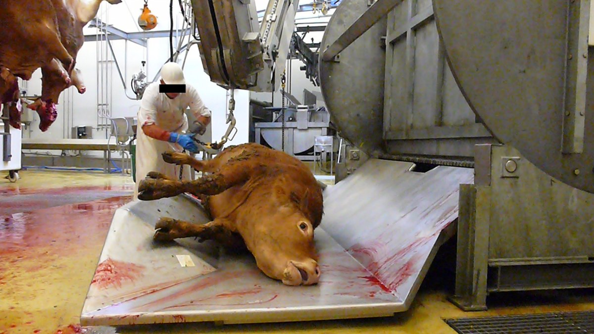 _Naeray's tweet photo. Selon un sondage d'Ipsos, 54% des Américains essayent de consommer moins de viande et près de 10% de la population est déjà végétarienne.
47% sont pour la fermeture des abattoirs, 49% pour la fermeture des élevages industriels et 33% sont contre tous les élevages.
#Vegan https://t.co/e5wROJxWzs