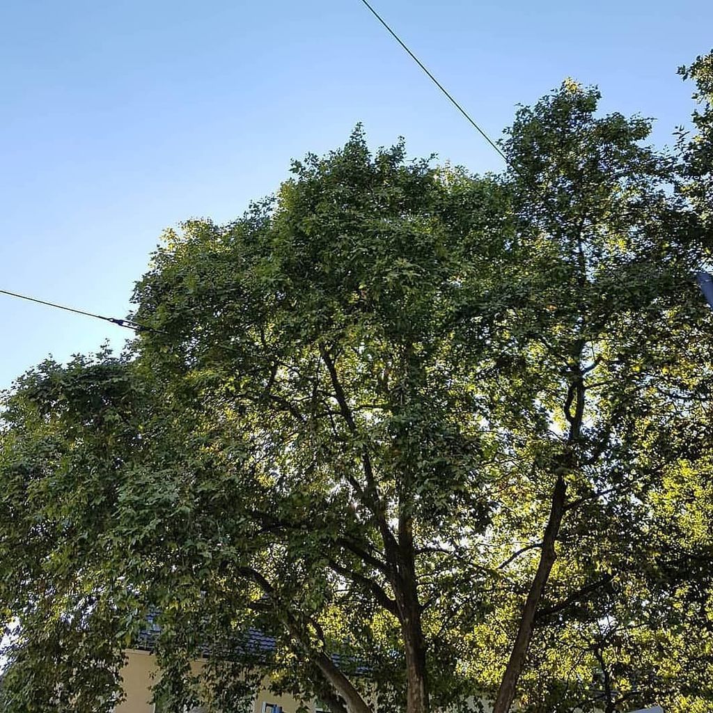 JumpsterStore's tweet photo. Do you remember the days when there were leaves on the trees? #tbsummer
Luckily, there are warm and cozy clothes against the cold 😊#jumpster 
#whentherewassun #leaves #green #thisiscologne #köllefornia #onesies #jumpsteragainstthecold https://t.co/iK33Z6yqLi https://t.co/uIxZ5tHGTB
