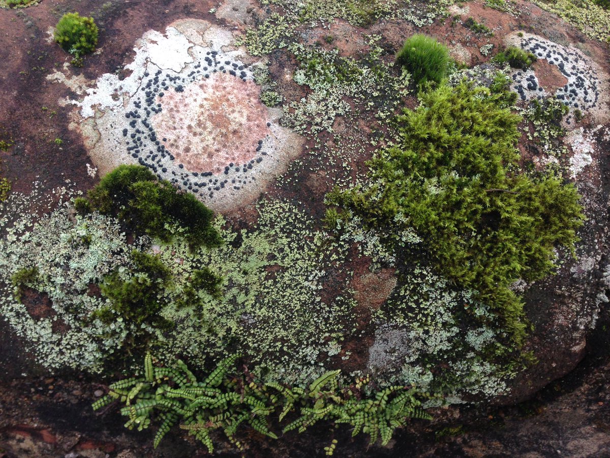 Moss on a wall outside Lamlash Bay hotel #moss #lamlashbay @LamlashBayHotel