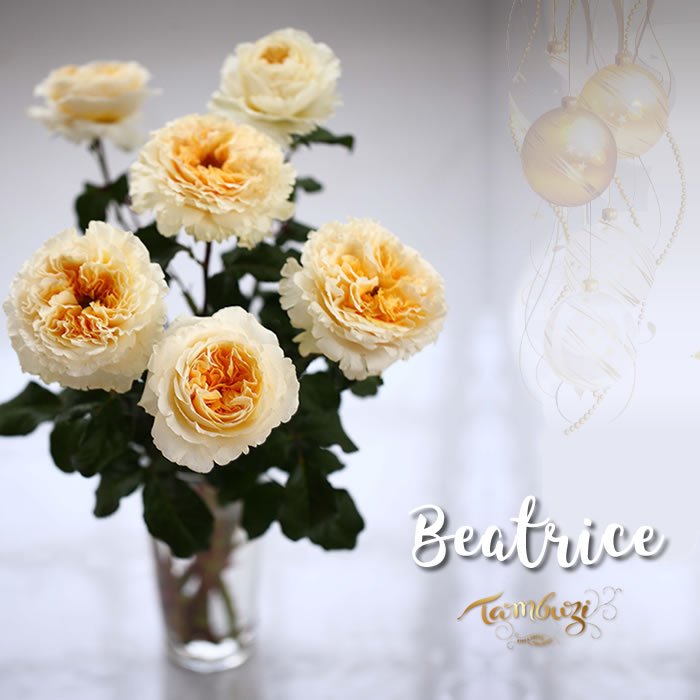 TambuziRoses's tweet photo. Holiday flowers | Beatrice
___
#flowershop #flowerlove #flowerpower #roses #flowers #florist #floristic #floristry #arrangementflowers #partyplanner #floraldecor #designfloral #bouquets #flower #floral #flowermagic #floweroftheday #flowerslovers #flowerporn #Pastelflowers https://t.co/LHDMVTjQ7I