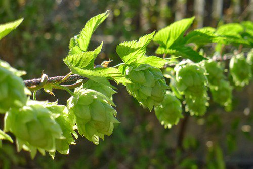 MBHbeer's tweet photo. Today’s hop of the day is – Chinook – a versatile hop that we use in lots of our beers.
📖 Citrus, spicy + pine.
🌱 Grapefruit, spice + pine flavours can all be picked out.
🍺 Used in #Route97, #BoomJuice, #Elysium and #abeercalledClive.
#thanksgiving #USA #Amercianhops #chinook https://t.co/cDq7R7wTMa