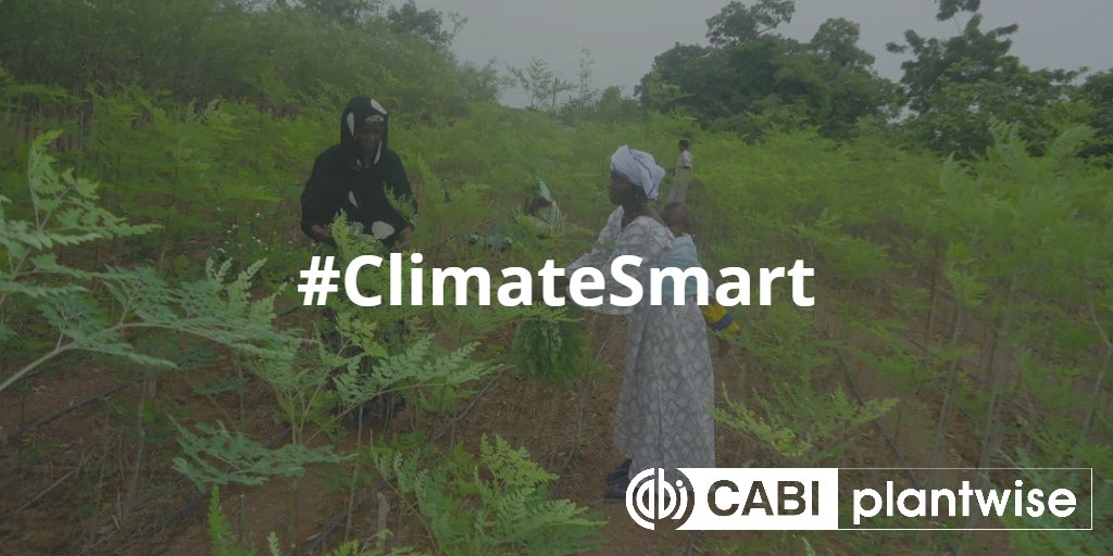 CABI_Plantwise's tweet photo. Read about local innovations in #ClimateSmart #agriculture. Guest article on the #Plantwise blog by Georges Djohy @Prolinnova_WCA https://t.co/zDOF5Ku1PP https://t.co/LlarMKiPrv