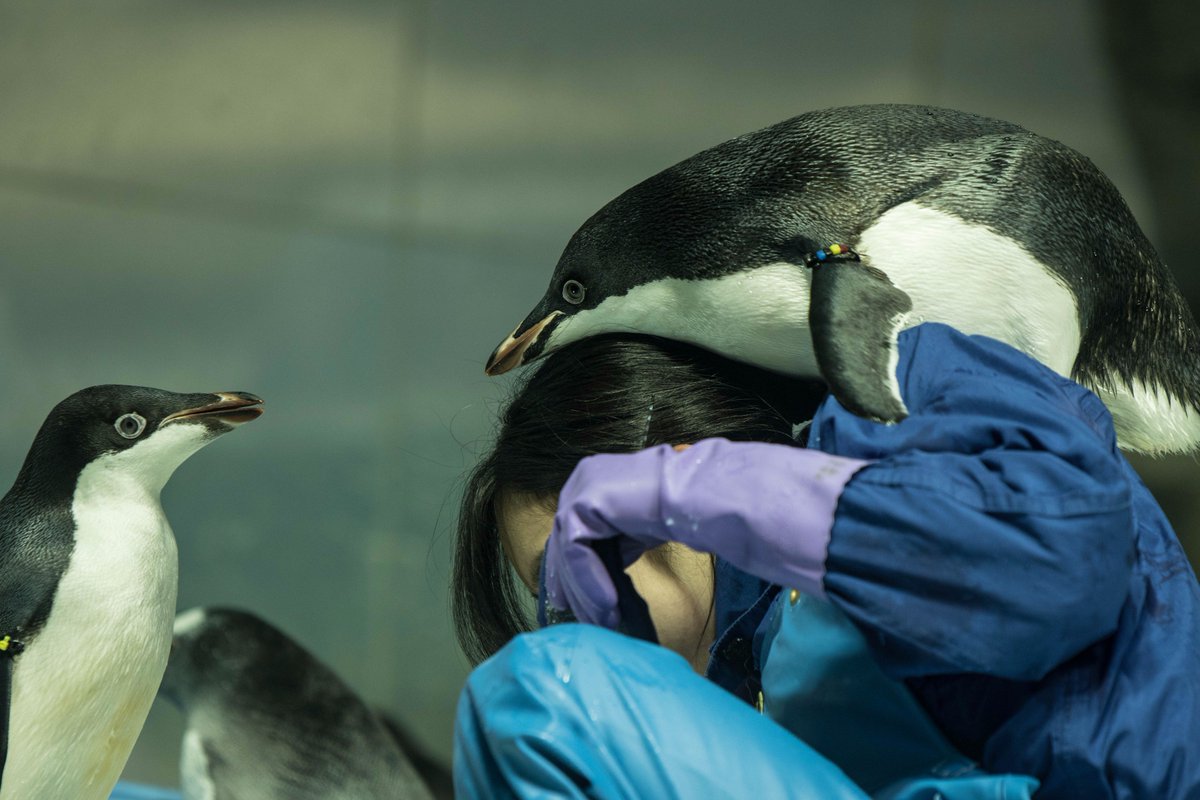 We Love Penguin We Love Penguin