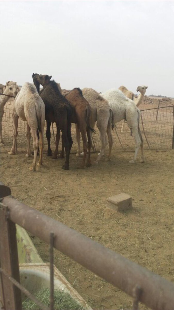 5 حشو قعدان 
السوم 3100
الموقع رياض الخبراء
رقم الجوال0555216597