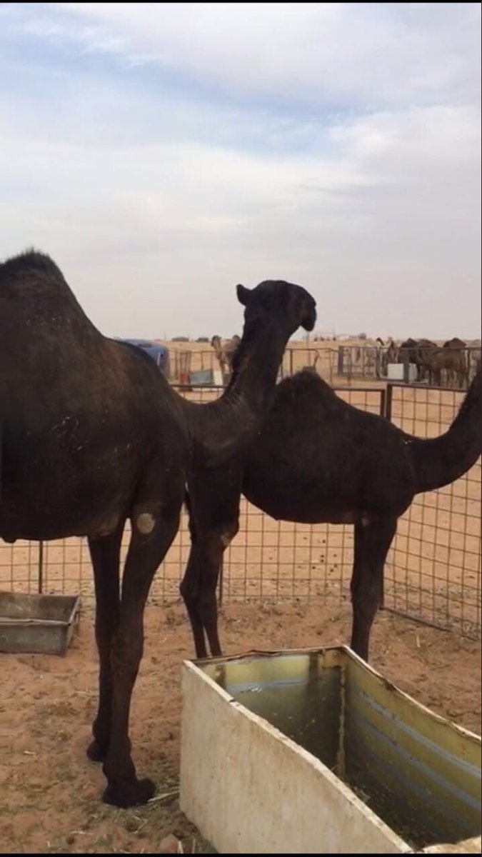 للبيع بكره صفراء. طيبه حقه القصيم البدايع 0504283778.