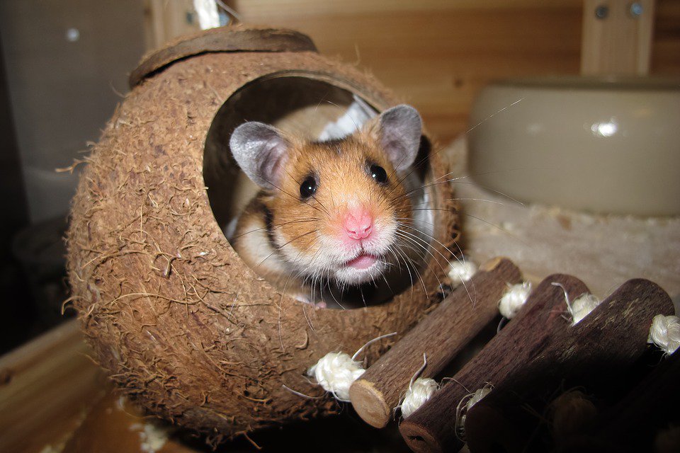 DearestPets's tweet photo. For each pet on Dearest Pets, it is easy to create a link which enables charitable donations to be collected in remembrance of that loved one - Read more: https://t.co/0zPOFBPdP5 #DearestPets #AnimalLovers https://t.co/BrFqpeFbHN